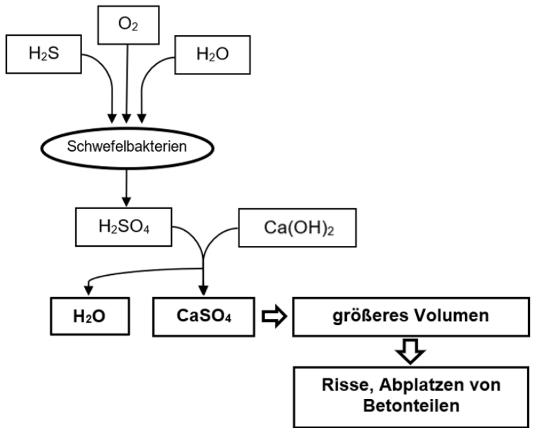 Diagramm: Schwefelbakterien bilden H2SO4, reagiert mit Ca(OH)2 zu CaSO4; Volumenzunahme verursacht Risse und Abplatzungen im Beton.